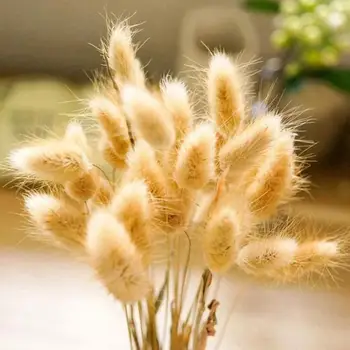 

30 stems Dried Flower Bunny Tail Natural Plants Floral Rabbit Grass Bouquet Home Decoration Accessories Photography Props Flores
