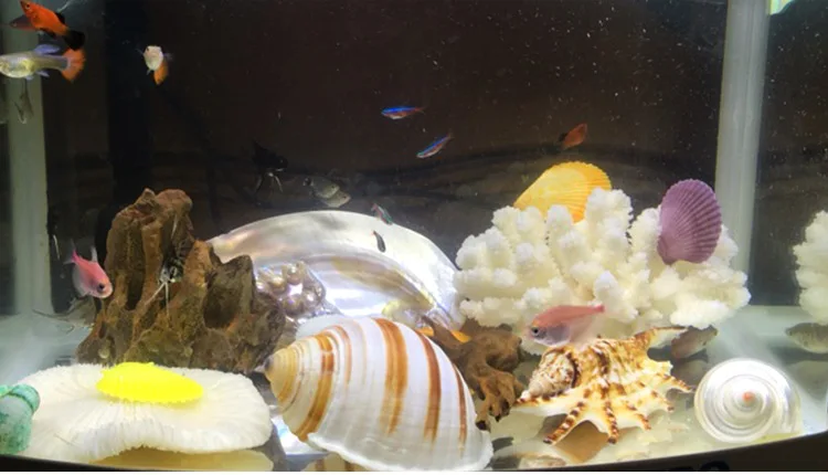 Large Green Snail Natural Conch Shell Aquarium Landscaping Home Decoration Collection Sea Snail Specimens Mediterranean Crafts