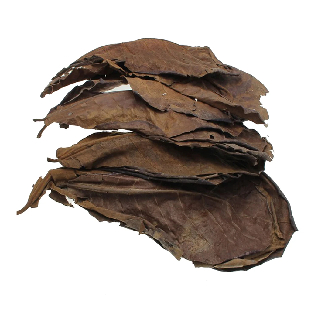 10pcs Indian Almond Leaves for Betta, Induce Breeding and Boost Immunity, Reduce Stress, No Toxic , Easy to Use