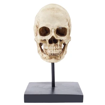 

HeyMamba Gothic Human Skull Statue Sculpture Display Skeleton Head Model Halloween Decoration Photography props