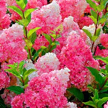 Свежий 20 шт./пакет ванильный клубничный Гортензия цветок сад для посадки цветов бонсай или дерево Флорес гортензии Macrophyl