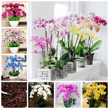 

Multicolor Flowers Plant Bath Salts Orchid Phalaenopsis Essence 100Pcs XZZ-18