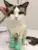 Зоотовары anti-scratch cat shoes boots pet nail protector anti-scratch gloves cat claw protector pet grooming boots