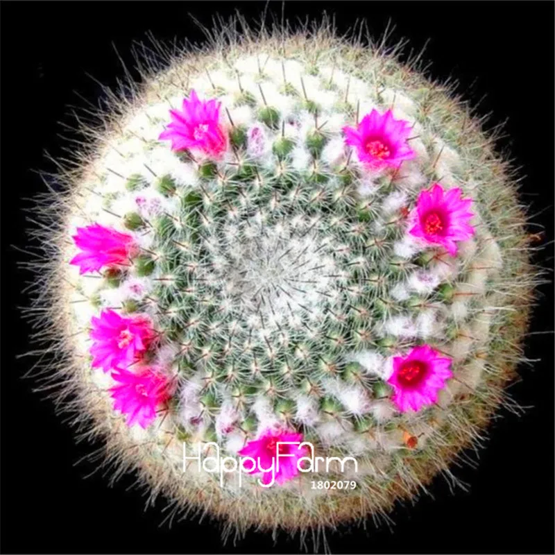 Лучшее предложение! Semillas De Flores 100 шт./упак. суккуленты необработанный камень кактус бонсай стебли Tetragonia цветы в.,# B5DXLT