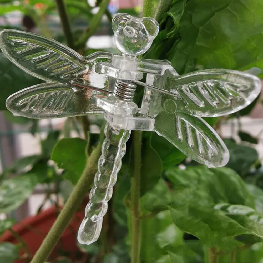 cultivador de orquídea bonito jardim planta flor