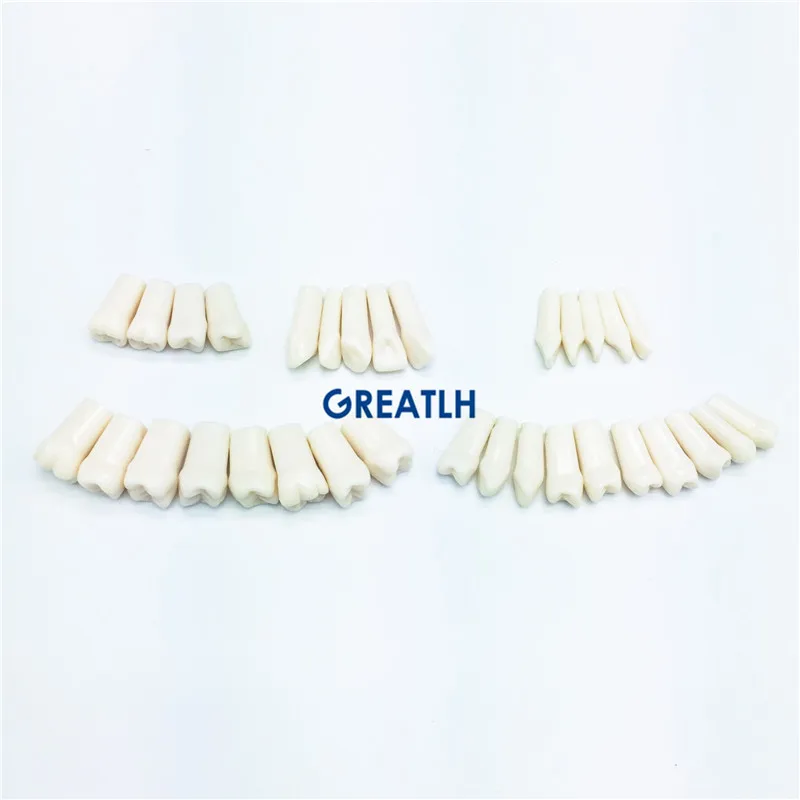 28pcs/32pcs Dental Practise Teeth Dentist Artificial for Implant Mandible | Красота и здоровье