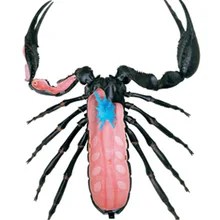 4D мастер Обучающие собранные игрушки животное биологический Скорпион орган, анатомия медицина для обучения модель