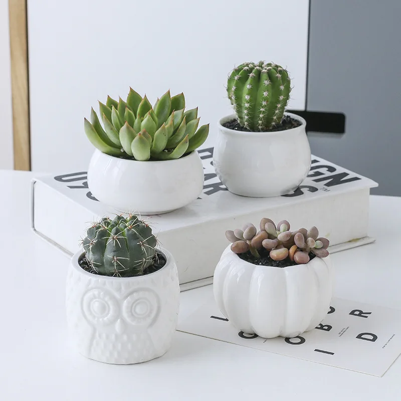 Plant Shelves Flower Display Stand Creative Succulent Plant Owl Pumpkin Bamboo Frame Ceramic Flowerpot Tray