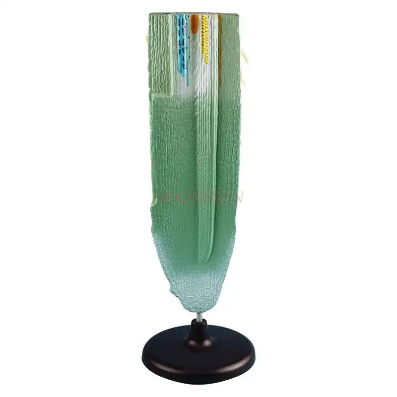 Plant root longitudinal profile model High school junior high school biology teaching model Root longitudinal profile model
Plant root longitudinal profile model High school junior high school biology teaching model Root longitudinal profile model