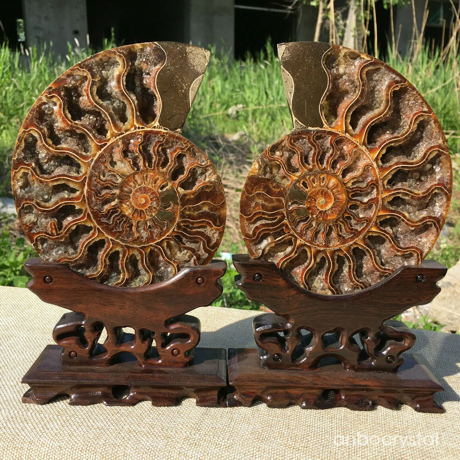 Настоящий аммонит fossil conch Crystal с лечебным действием, образцы+ подставка 1 шт