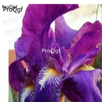 

ProQgf 10Pcs A Set Canna Indica Flower Bulb lansede