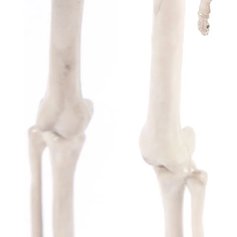 На все тело висящий взрослый человеческий скелет Хэллоуин реквизит sciential Bones Models реалистичные полимерные черепа вечерние строительные декорации Q6PD