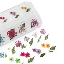 Настоящие сушеные Ammi Majus пять лепестки Листья цветка сухие растения для эпоксидной смолы кулон ожерелье ювелирных изделий ремесло DIY аксессуары