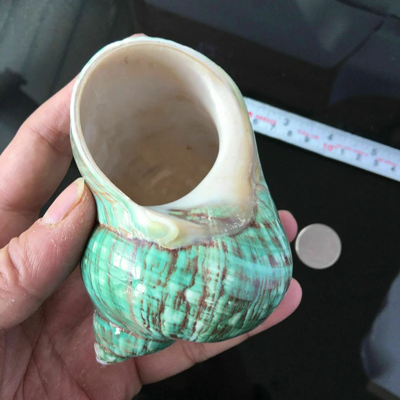 

10CM Green Turbo Natural Rare Real Sea Shell Conch Stunning Healing Decor Ocean 1Pcs