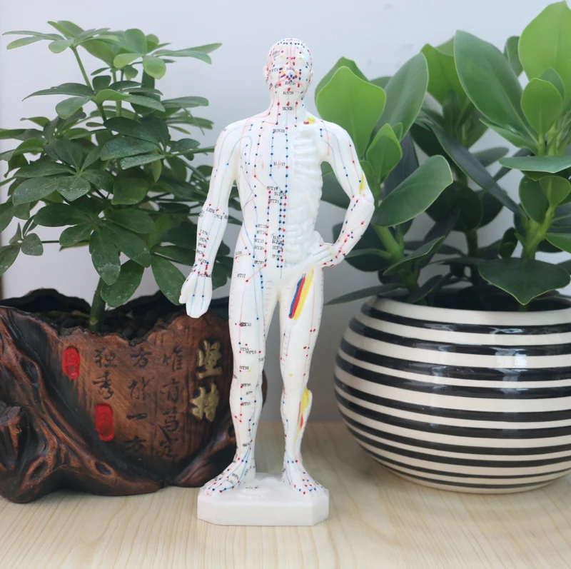 Acupuncture Point Model 27 Human Body Medicine Science Set AliExpress