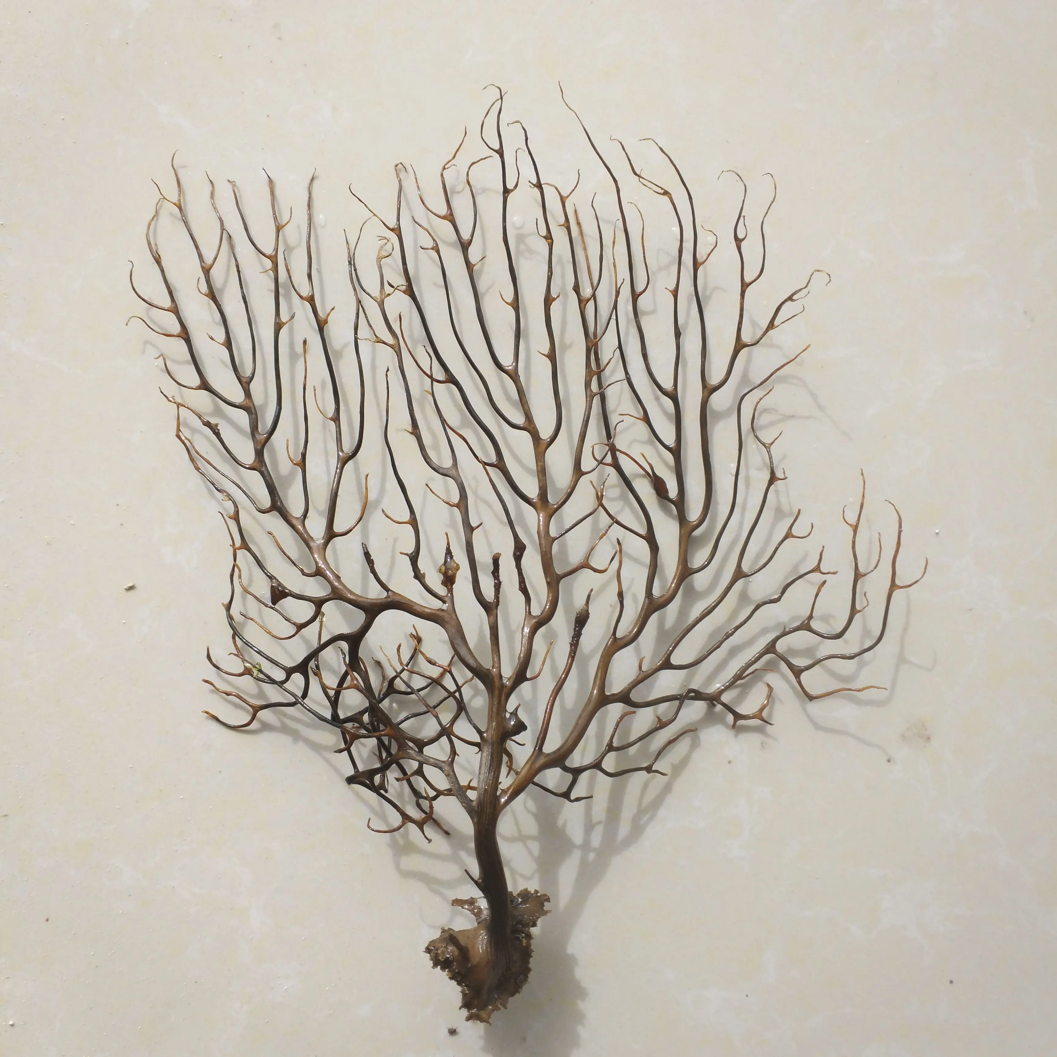 Украшение для аквариума Black Sea Fan | Дом и сад