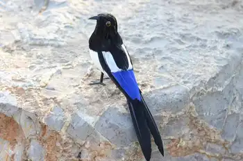 

small cute simulation magpie bird model foam&furs real life turned magpie bird doll gift about 22cm xf2898