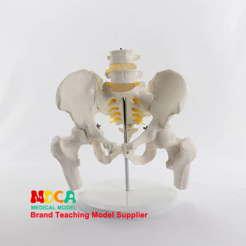 

Model Lumbar Vertebra Pelvic Girdle Two Lumbar Vertebra with Femoral Model Spine Pelvis Medicine Teaching Mgp005