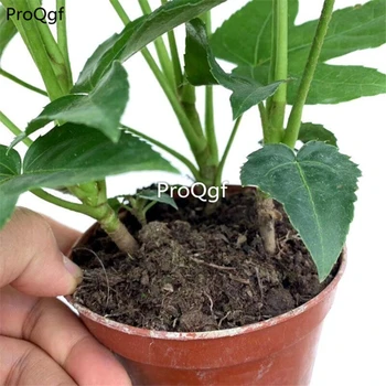 

Ngryise 1Pcs A Set Fatsia japonica