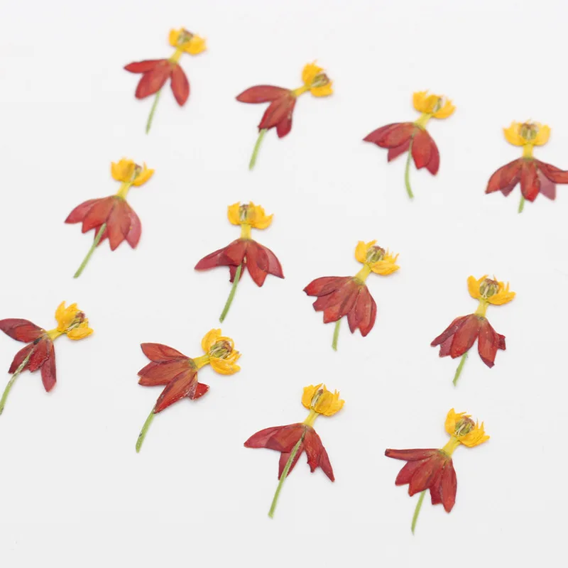 

120 шт. прессованный высушенный Танцы цветок гербарий из растений для Ювелирная Закладка чехол для телефона открытка с пригласительным билетом "сделай сам"