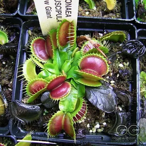 Свежий реальный Dionaea muscipola Венера Flytrap Oo-(Bu-ying-cao)-суккуленты Плотоядный F