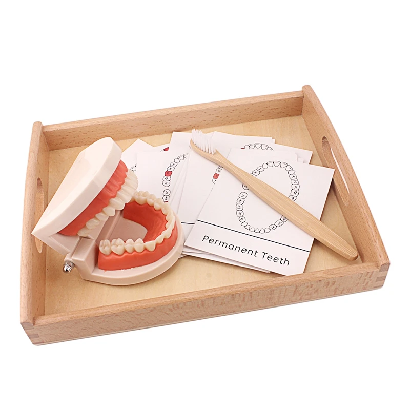 Montessori Teaching Aids Tooth Toy Simulated Teeth Brushing Toy with Cards Practice Life Skill Toys Tooth Brush with Wooden Tray afbeelding
