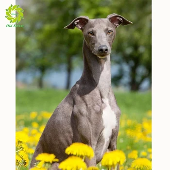 

Old Street Home Dog Diamond Painting 5D Animal Full Drill Square Diamond Art Embroidery Cross Stitch Handcraft Home Decoration