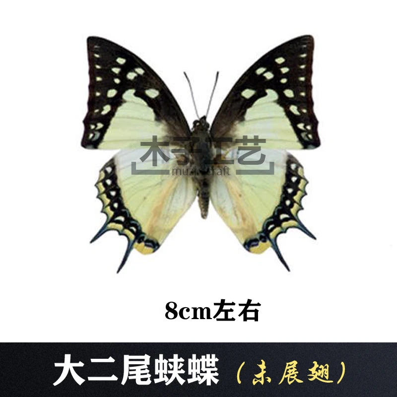 Real Butterfly Specimen Insect Specimen Teaching Specimen DIY Self-sealing Bags Optional Varieties  home accessories