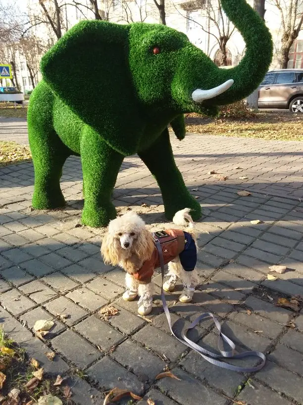 Кофейная русская кожаная куртка в стиле панк для собак, куртка для маленьких собак, новая одежда для собак