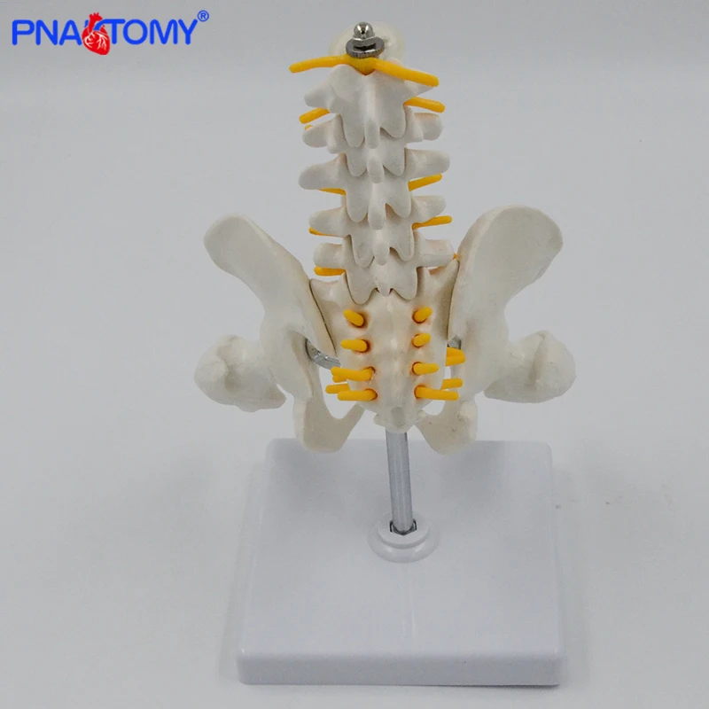 Anatomia esquelética, Coluna vertebral