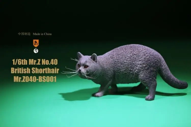 1/6, аксессуары для сцены, модель животного из смолы, модель Mr. Z, модель животного, британский стиль, короткие волосы, MRZ040-BS для кошки, 12 дюймов, фигурка