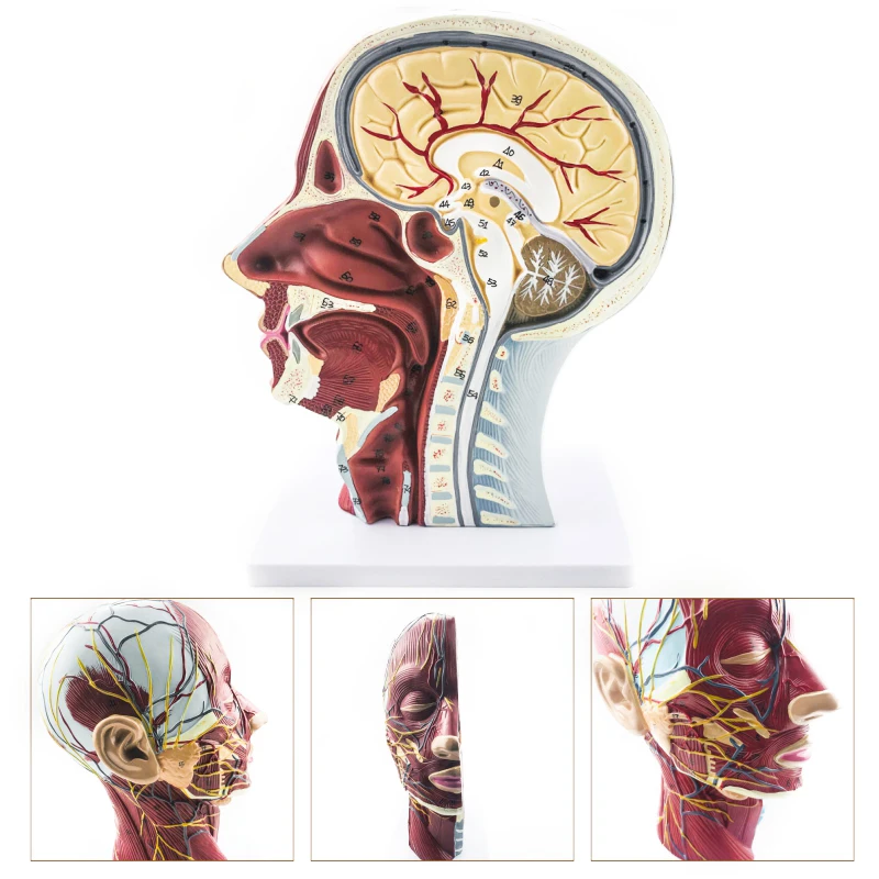 

Учебная модель инструментов для головы шеи поверхностных нервов сосудистых мышц модель для обучения в школе