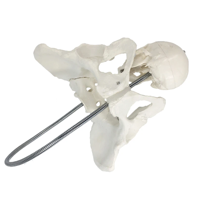 Female Childbirth Pelvis Anatomy Model Medical Science Teaching Resources