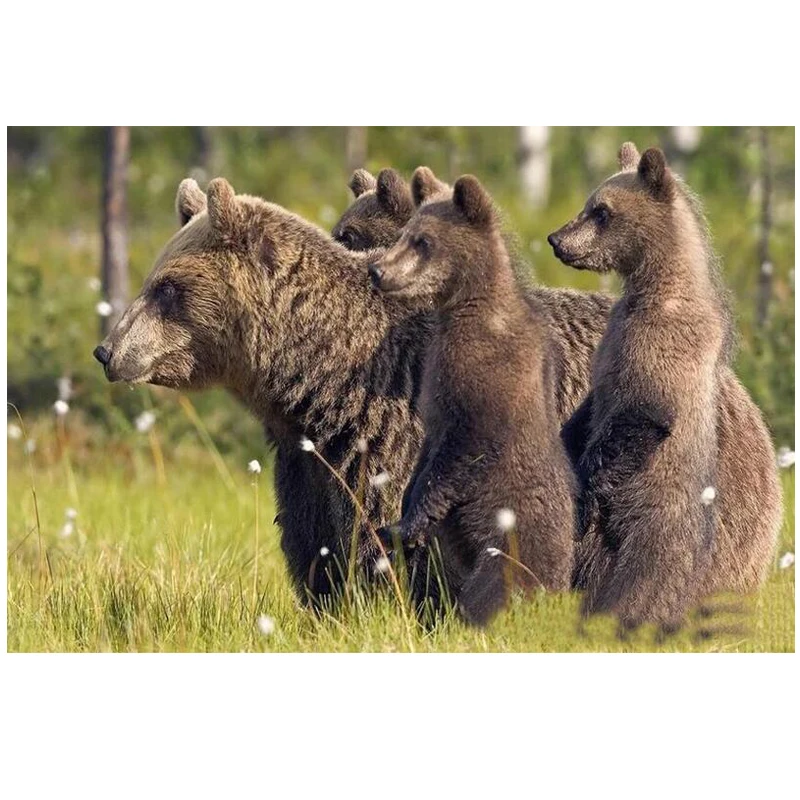 Siberian Brown Bear Diamond embroidery 5d diy diamond painting resin drill square rhinestone hobby arts craft decoration