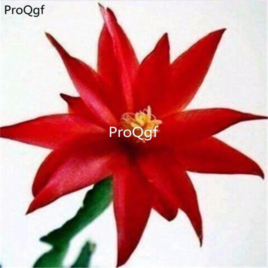 1 Ngryise 5 шт набор Zygocactus truncatus - Цвет: 1