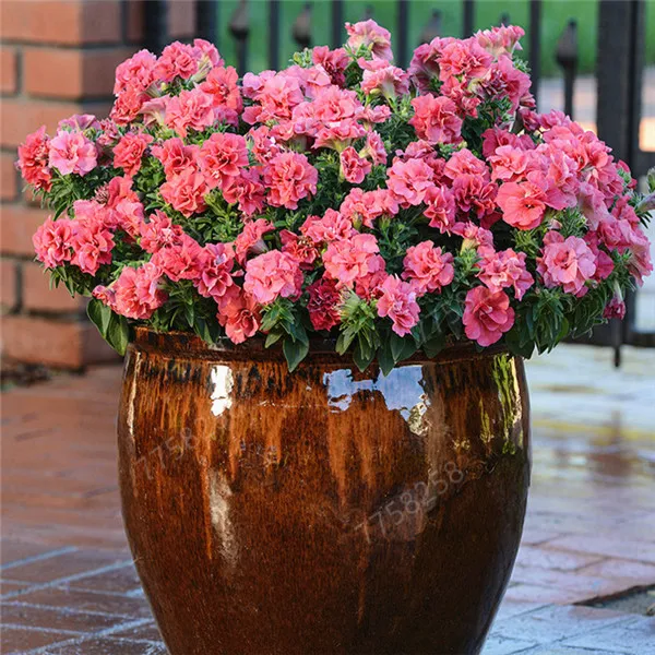 

100pcs Best-Selling! Hanging Petunia Mixed flores Color Waves Beautiful Flowers For DIY Home Garden Plant Bonsai Flower plantas