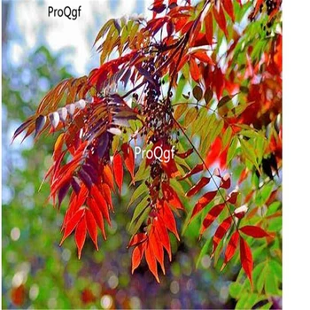 

Ngryise 5000Pcs A Set Toxicodendron vernicifluum