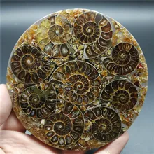 Piastra di fetta fossile di Ammonite conchiglia naturale una base di decorazione curativa del campione fossile del MADAGASCAR