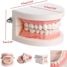 Стоматологическая зубная модель стандартная обучающая Стоматологическая модель, модель зубов стоматология лабораторный материал стоматологический инструмент стоматологические инструменты