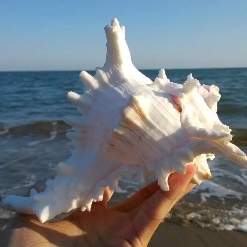 1 Sea conch Furnishing Marine Decoration 18-22cm Big Conch Natural Ornaments Shell Wedding/Festival/Party Decoration Great Gift 1 Sea conch Furnishing Marine Decoration 18-22cm Big Conch Natural Ornaments Shell Wedding/Festival/Party Decoration Great Gift