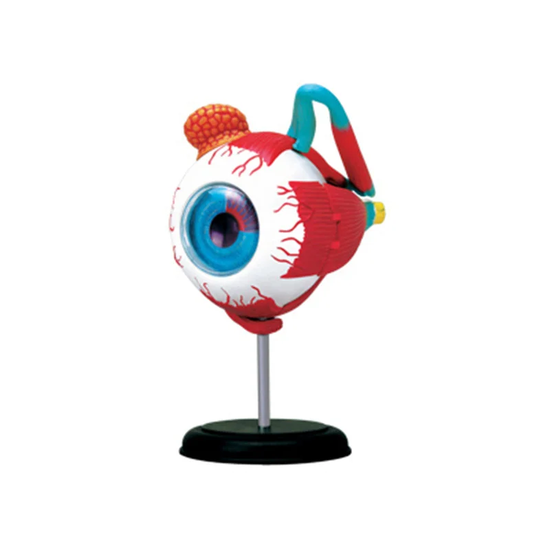 

Puzzle Assembling Eyeball Organs Anatomical Model Medical Textbook DIY Popular Science Appliances