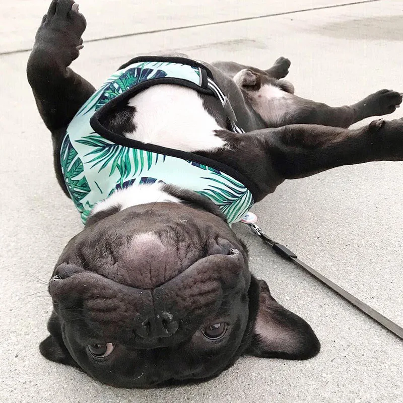 Harnais animal,Harnais pour chien bouledogue français,carlin,petit et moyen gabarit,laisse