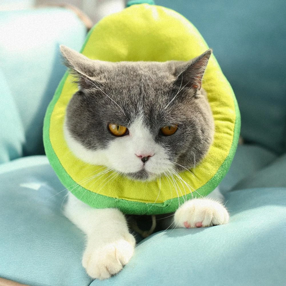 the cone for cats