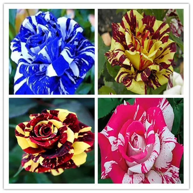 

100 Seed Rose Seed Osilla Rose Blue Demon Girl Meteor Shower Red Edge Black Rose Seed Light Blue Rainbow Rose