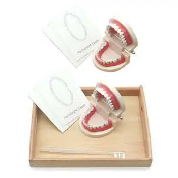 

Kids Learning Brushing Tooth Aids Toddler Montessori Practical Life Simulated Tooth Toys for Children