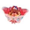 1: 1 Female Pelvis Anatomical Model W / Vessels Muscles Nerves Organ 4