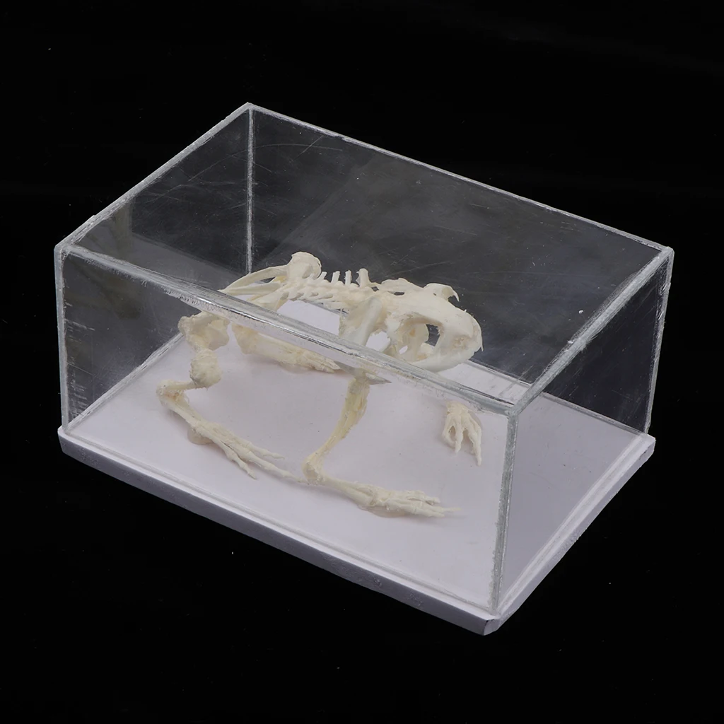Animal Skeleton Model - Frog Bone Specimen Sculpture with Display Case, Student Biology Science Teaching Aids