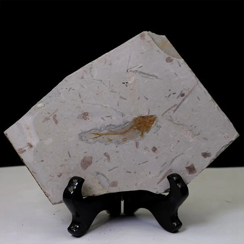 New-Fish Fossil Real от Western Liaoning China 150 миллионов лет назад Lycopter