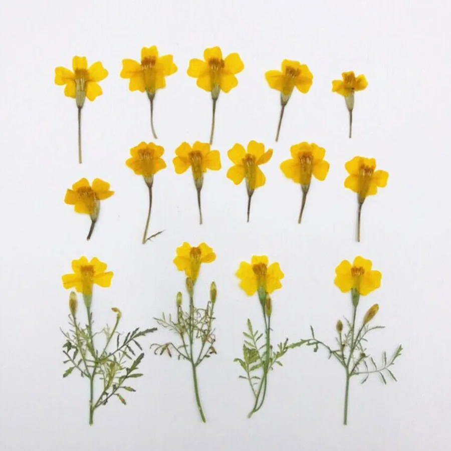 60 шт с диагональю экрана 3-6 см прессованный высушенный Tagetes Patula L. Желтый цветок