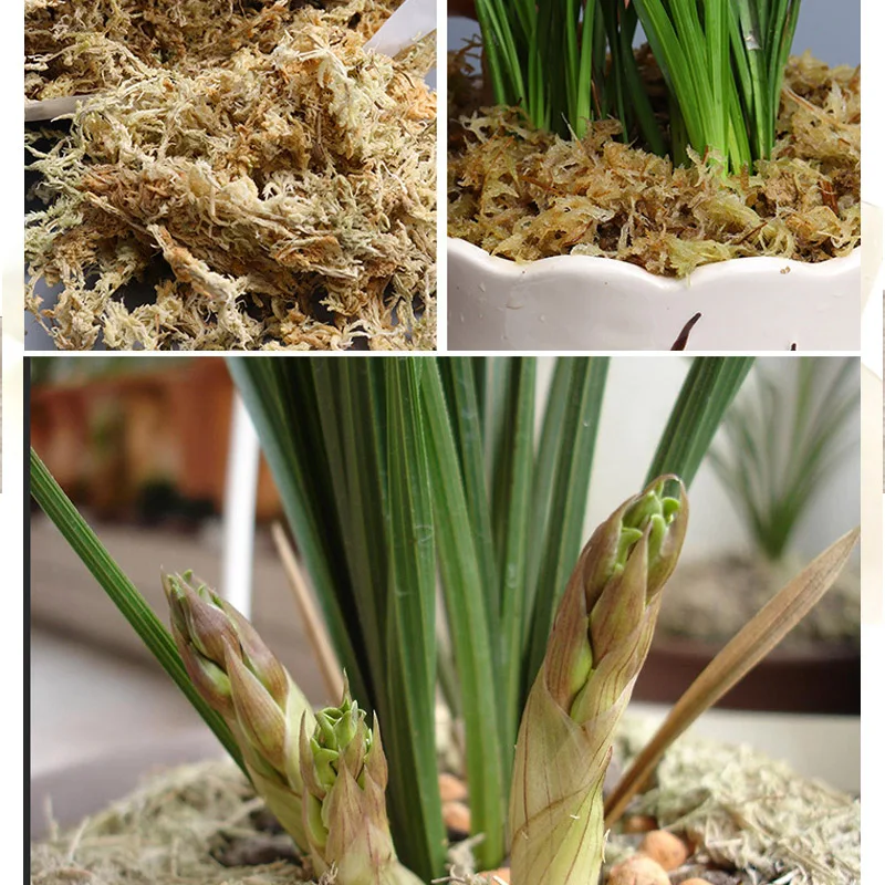 6L Phalaenopsis Sphagnum Moss Garden Supplies Moisturizing Nutrition Organic Fertilizer For Phalaenopsis Orchid Musgo Sphagnum
